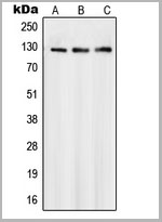 product-image-AAA17819_WB.jpg