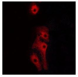 product-image-AAA17827_IF3.png