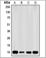 product-image-AAA17828_WB.jpg