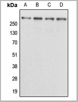 product-image-AAA17831_WB.jpg