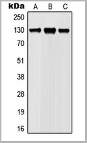 product-image-AAA17836_WB.jpg
