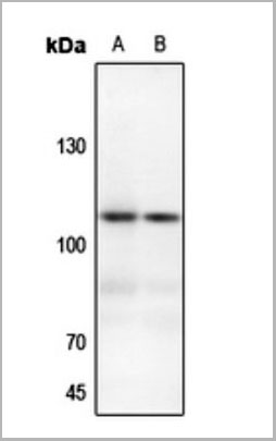 product-image-AAA17837_WB.jpg