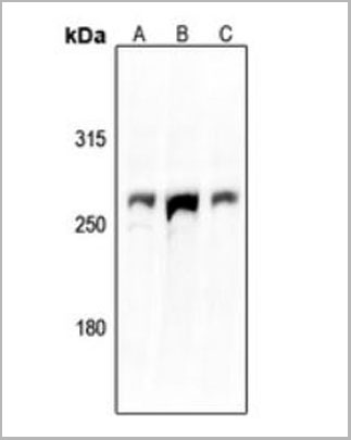 product-image-AAA17845_WB.jpg