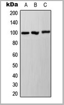 product-image-AAA17914_WB.jpg