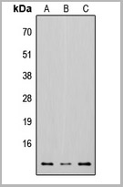 product-image-AAA17915_WB.jpg