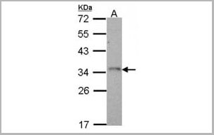 product-image-AAA17934_WB2.jpg