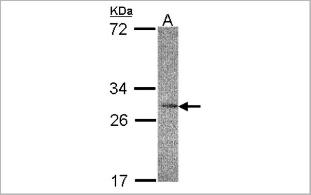 product-image-AAA17935_WB.jpg