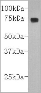 product-image-AAA17956_WB.jpg