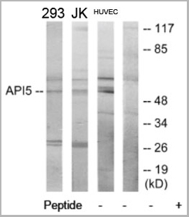 product-image-AAA17963_WB2.jpg
