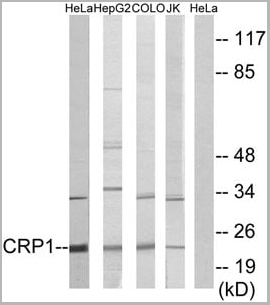 product-image-AAA17977_WB2.jpg