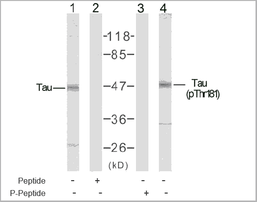product-image-AAA17984_WB.gif