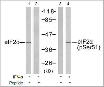 product-image-AAA17986_WB2.jpg