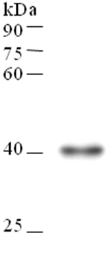 product-image-AAA17993_APP.png