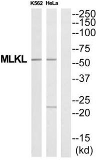 product-image-AAA17998_WB.png