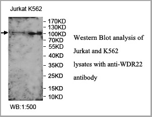 product-image-AAA18000_WB.jpg