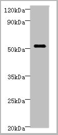 product-image-AAA18534_WB.jpg