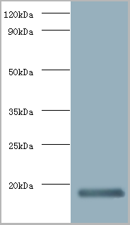 product-image-AAA18716_WB.png
