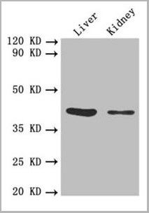 product-image-AAA18802_WB2.jpg