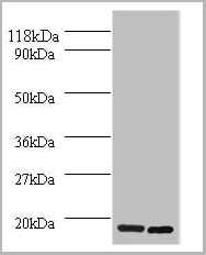 product-image-AAA18808_WB.jpg