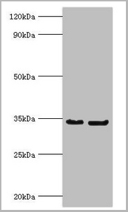 product-image-AAA18809_WB.jpg