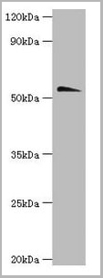 product-image-AAA18810_WB.jpg