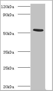 product-image-AAA18811_WB.jpg