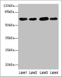 product-image-AAA18813_WB.png