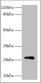 product-image-AAA18818_WB.jpg