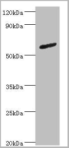 product-image-AAA18821_WB.jpg
