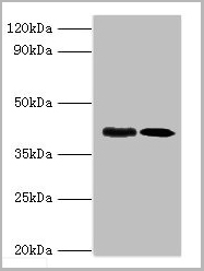 product-image-AAA18822_WB.jpg
