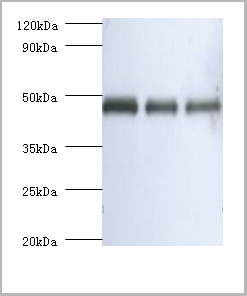 product-image-AAA18830_WB.png