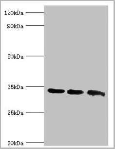 product-image-AAA18831_WB.jpg