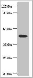 product-image-AAA18832_WB.jpg