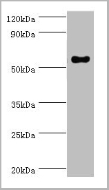 product-image-AAA18833_WB.jpg