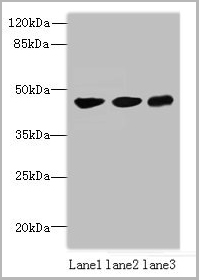product-image-AAA18835_WB.jpg
