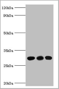 product-image-AAA18836_WB.jpg