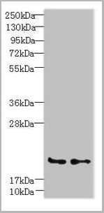 product-image-AAA18838_WB.jpg