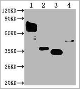product-image-AAA18845_WB3.png