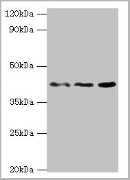 product-image-AAA18847_WB.jpg
