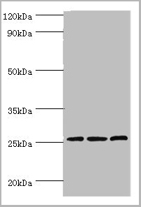 product-image-AAA18848_WB.jpg