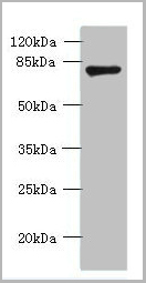 product-image-AAA18849_WB.jpg