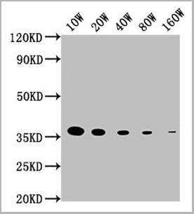 product-image-AAA18852_WB.jpg