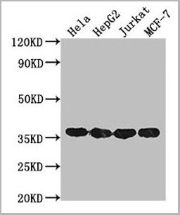 product-image-AAA18852_WB3.jpg