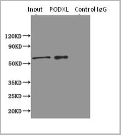 product-image-AAA18868_IP12.jpg