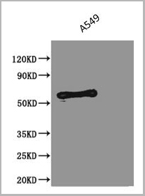 product-image-AAA18868_WB2.jpg