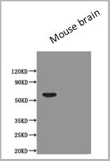 product-image-AAA18868_WB3.jpg
