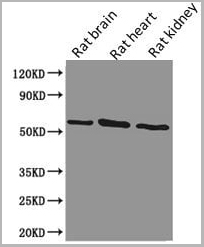 product-image-AAA18868_WB4.jpg