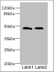 product-image-AAA18869_WB.jpg