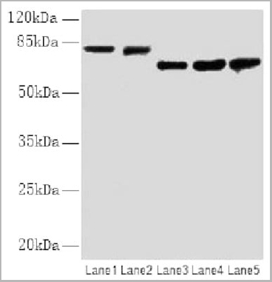 product-image-AAA18873_WB.jpg