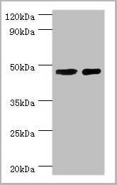 product-image-AAA18875_WB.jpg